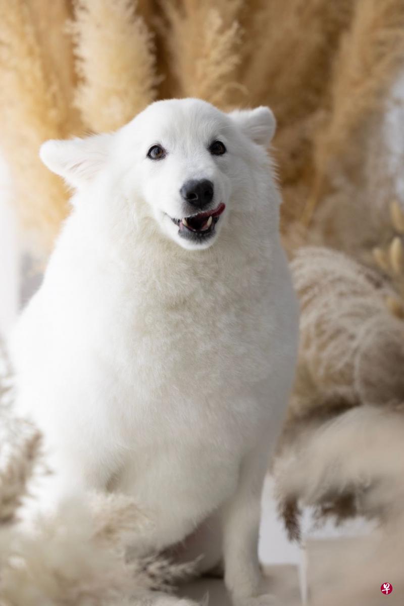 ←名字：Snowy品种：日本银狐犬（Japanese spitz）年龄：3岁喜欢：看到狗链带时会感到特别兴奋，因为知道又要跟主人出门溜街了。喜欢吃零食，对家里的小朋友也很友好。特点：体型比一般日本银狐犬大，经常被误认为是萨摩耶犬（Samoyed）。尽管个头大，不过大部分时间都表现得像只小狗一样惹人疼爱。主人：Chews