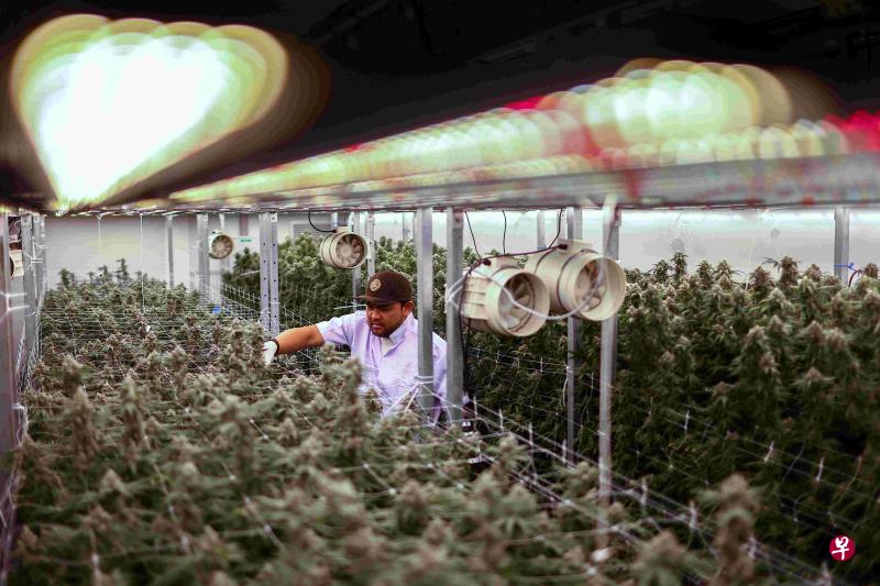 泰国政府当初放宽大麻管制，目的是为了推动药用大麻的研究和使用。图中位于曼谷的室内大麻农场，是其中一个进行药用大麻研究的企业。（路透社）