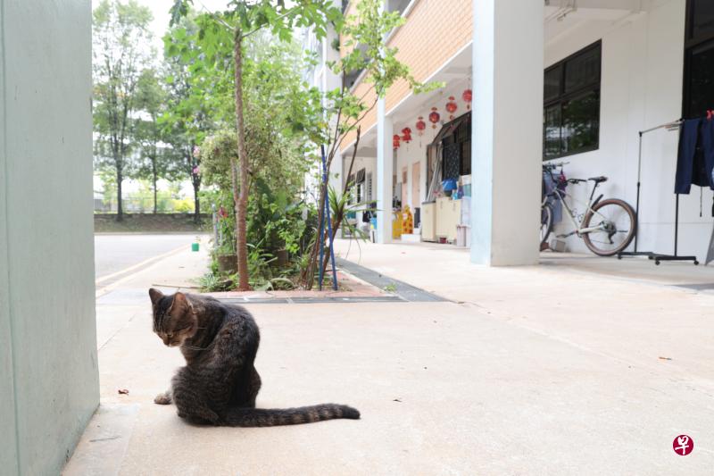 猫主伊斯玛说他的猫喜欢往外跑，所以他和妻子一般会打开大门或窗口让它们自由进出。图为叫“亚伦”的灰褐色条纹公猫。（李冠卫摄）