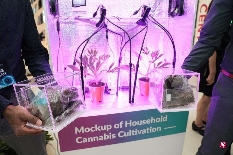 中央肃毒局在工作计划研讨会上展出模拟在住家种植大麻的场景，并让参与者现场实际看到和闻到大麻，从不同角度了解大麻的危害。（李冠卫摄）