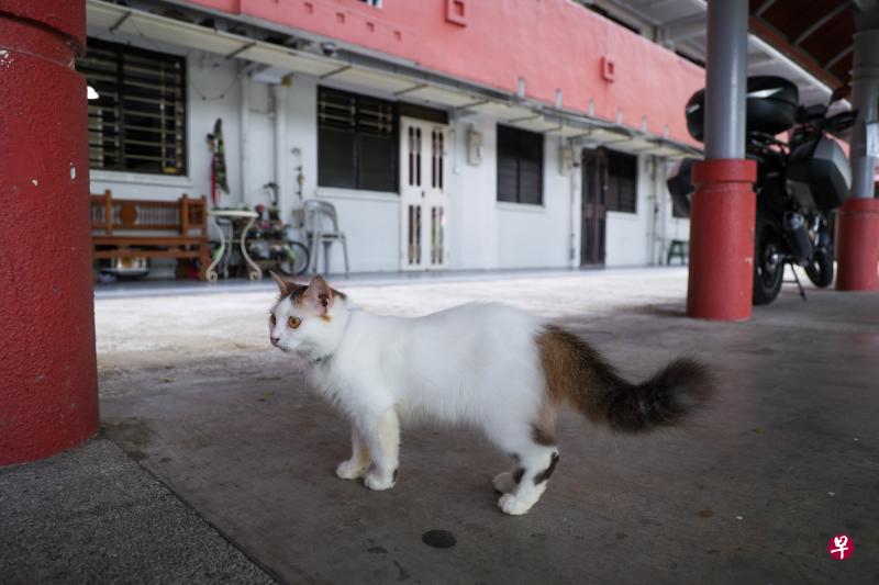 目前，组屋单位内禁止养猫，因为猫四处走动可能对其他居民造成干扰。不过当局已着手探讨是否允许组屋居民养猫，包括要求猫主为宠物植入芯片和发执照管制。（白艳琳摄）