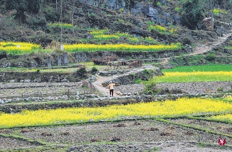 山间花田有人家。（王远昌摄）