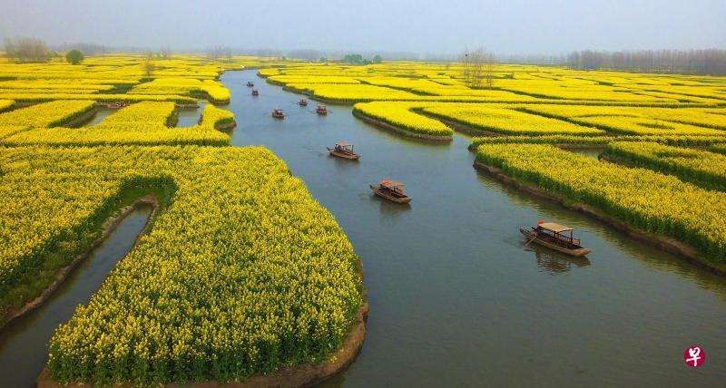 2009年中国人民网投选中国10大油菜花海，兴化高票名列第二，每年清明时节涌入赏花的游客数以万计。（彭飞提供）