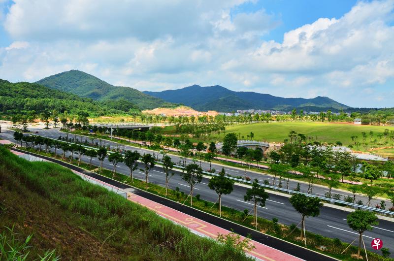 知识城道路绿化。