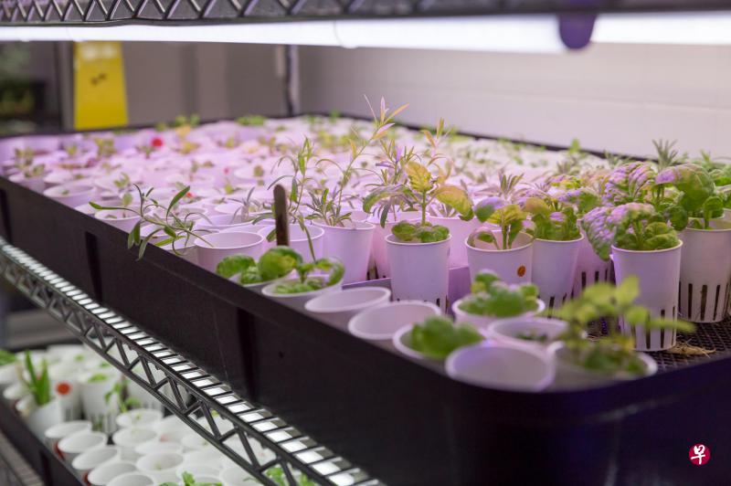 公司采用没有基因改造的种子，自家培植幼苗。（Aerospring Gardens提供）