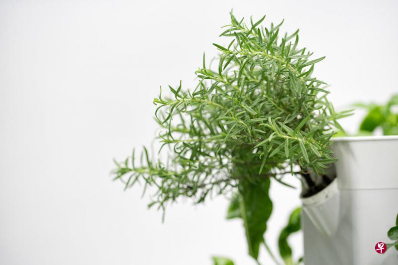 垂直气耕种植不受小空间限制，可以同时种植多款蔬菜、香草和观赏植物等。（Aerospring Gardens提供）