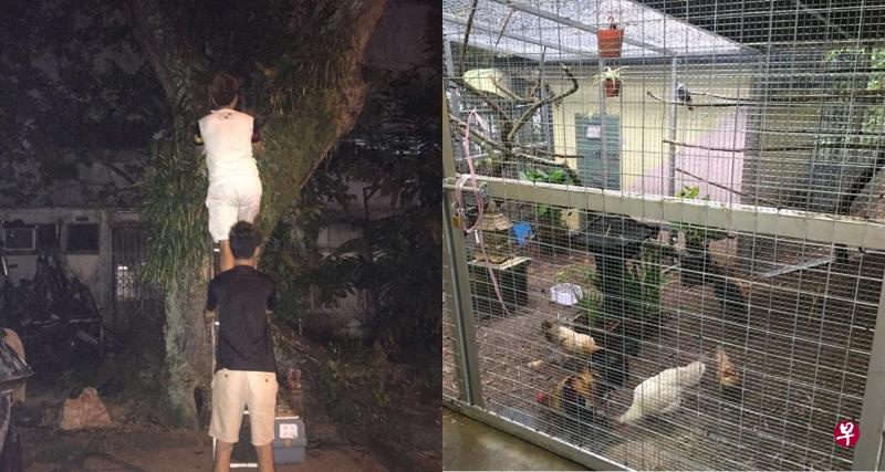 夜晚捕捉野鸡，陈家兴等人利用梯子爬树，抱着鸡只再放进笼里。（受访者提供）