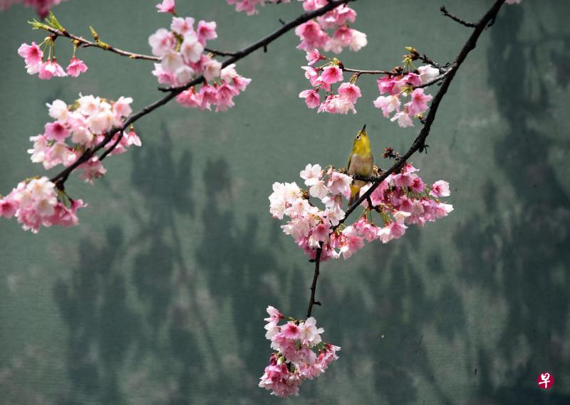 说“复苏”也是错的。那些芽、叶、花，都不是去年的，是新的了。去年的芽、叶、花，已经一去不复返。（新华社）