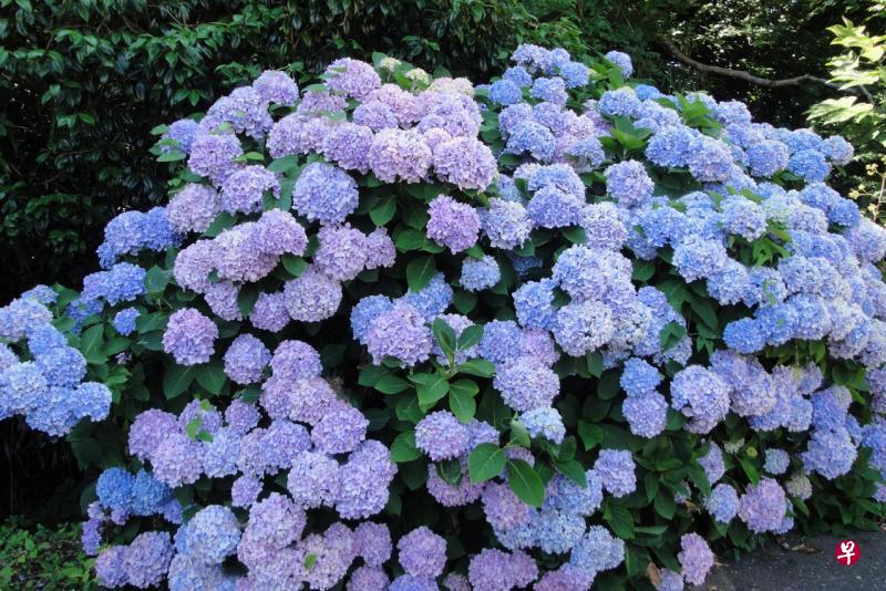 日本能登的紫阳花夏季开花，花色一般为红、蓝、紫色。
