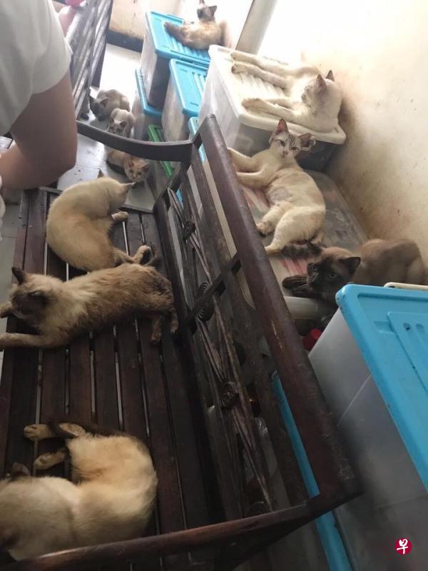 组屋单位竟饲养了94只猫，居住环境恶劣，猫福利协会义工昨天上门救猫。