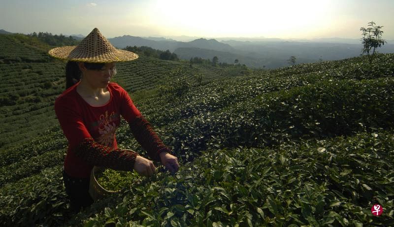 新昌高山云雾中，一个眼尖手快、动作熟练的采茶女每天大约能采6万个芽头，不足3公斤，相当于每天采茶人的手要在茶树尖与竹篓间跳跃6万次。