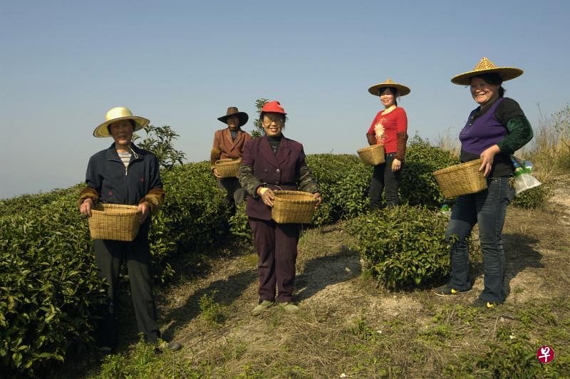 为及时采摘名茶，周边市县的采茶女成为主力军。