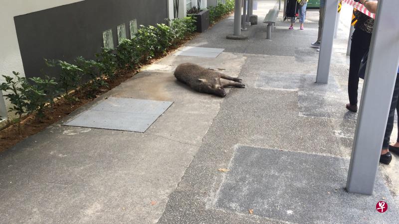 野猪后来被一辆巴士撞倒，当场死亡。（读者提供）