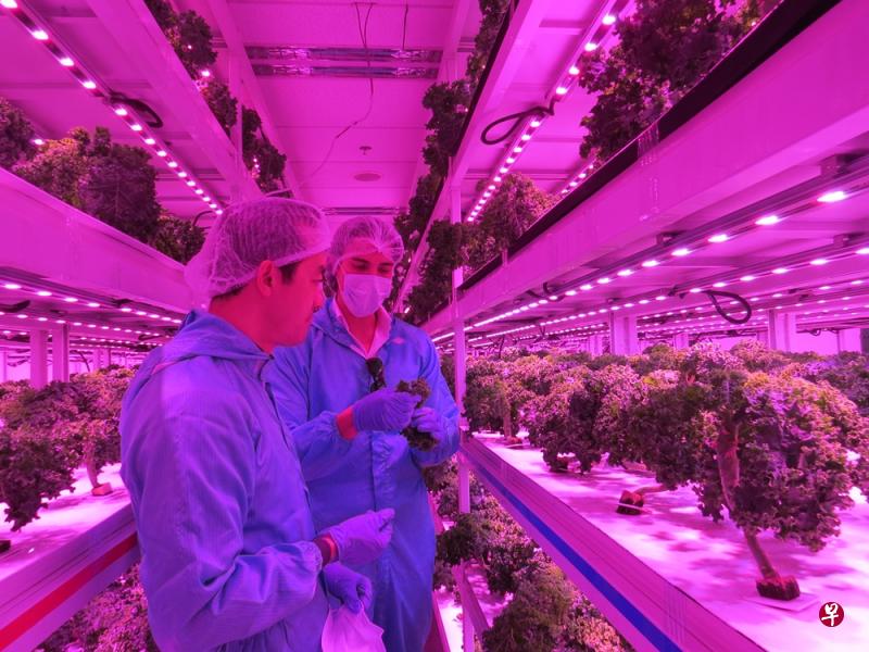 国家发展部兼贸工部高级政务部长许宝琨医生（左）今早参观Sustenir Agriculture高科技农场。（Sustenir Agriculture提供）