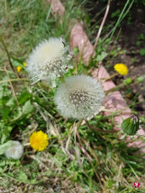 小野花。