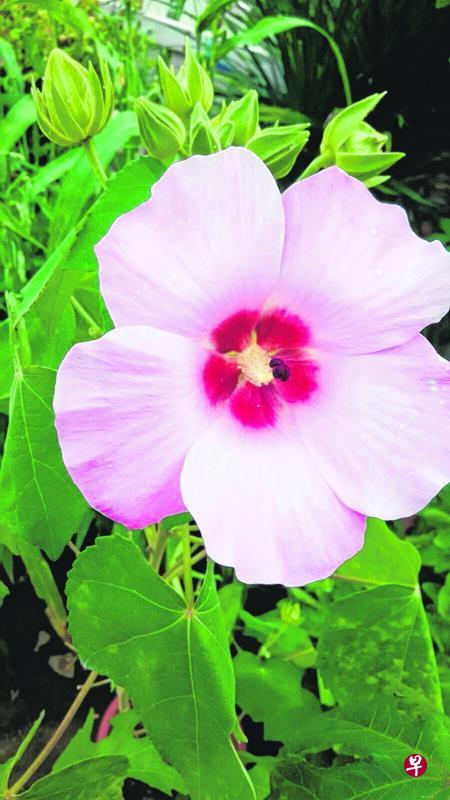 单瓣木芙蓉。
