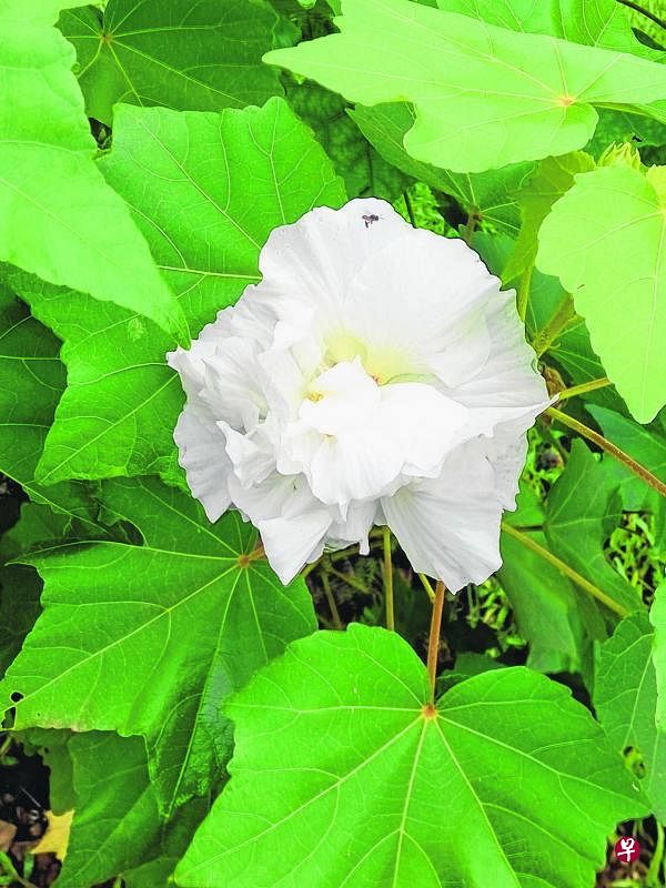 木芙蓉白得纯美。