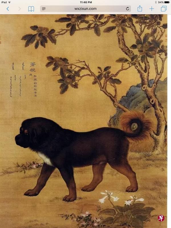 宫廷画家郎世宁奉命为乾隆爱犬精心绘制《十犬图》。苍猊是乾隆皇的至爱，它是一头藏獒，皇上赐封为狗状元。从形到神，画作的生动表现，少人能及。                                            （互联网）