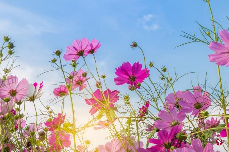 （iStock图片）