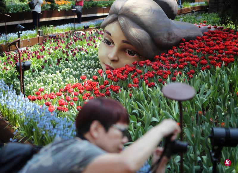 滨海湾花园第六次举办的郁金香花展（Tulipmania），即日起展出至下月13日。（林泽锐摄）