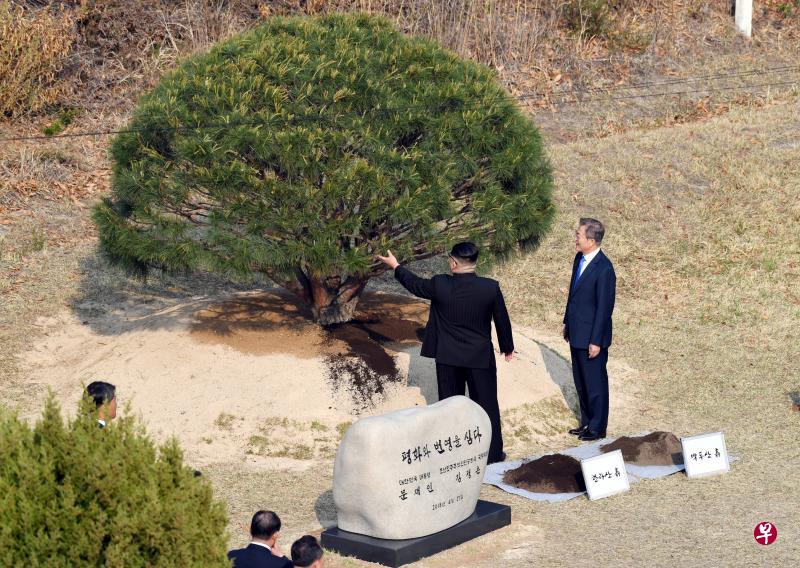 金正恩与文在寅在军事分界线种下象征“和平与繁荣”的松树。据韩方介绍，该松树品种是1953年南北签订停战协定时培育的。种树的泥土来自汉拿山和白头山。汉拿山是韩国最高山，白头山（中国称长白山）在朝鲜被视为革命发祥地，是胜利的象征。浇树的水则来自流经首尔的汉江和流经平壤的大同江。（彭博社）