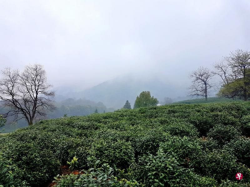 龙井茶园。（陈宗耀/摄）