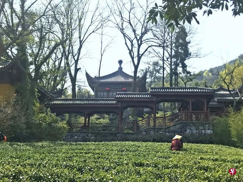 永福寺的斋馆提供素食，配搭自家茶园采摘的龙井。（陈宗耀/摄）