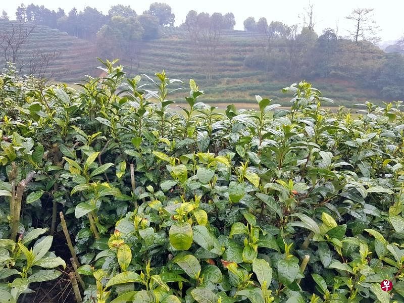 西湖绿茶梯田出产的龙井茶。（陈宗耀/摄）