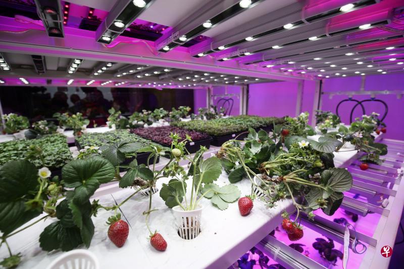 垂直农业者Sustenir Agriculture成功大规模培植出本土草莓，昨天在市场上推出。（陈渊庄摄）