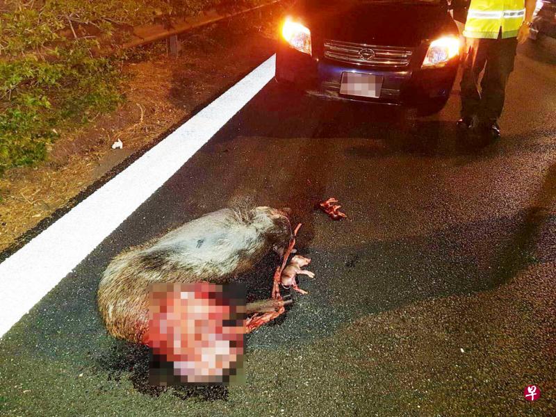 怀孕野猪闯入武吉知马快速公路，被车子碾死，至少两只未出世的猪崽横尸马路。（互联网）