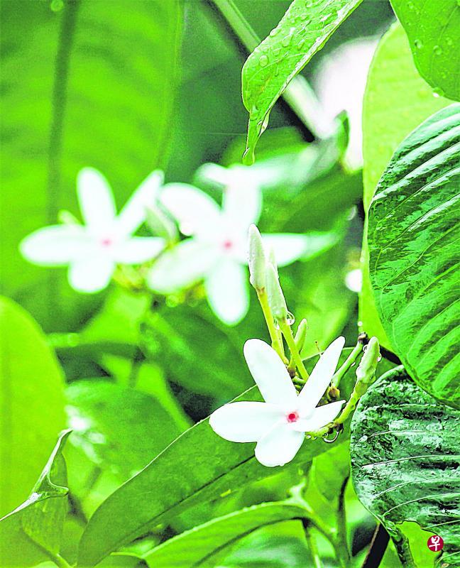 培植中的珍贵品种：新加坡芯木。