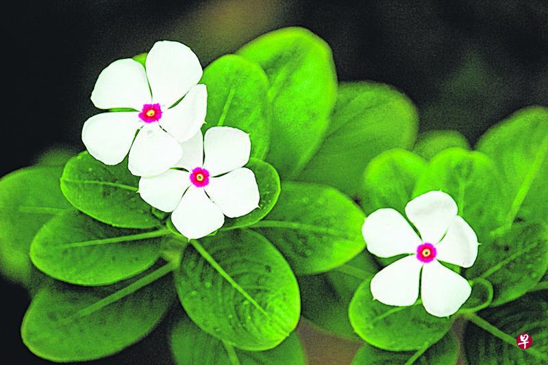 清纯可人的白色红心长春花。
