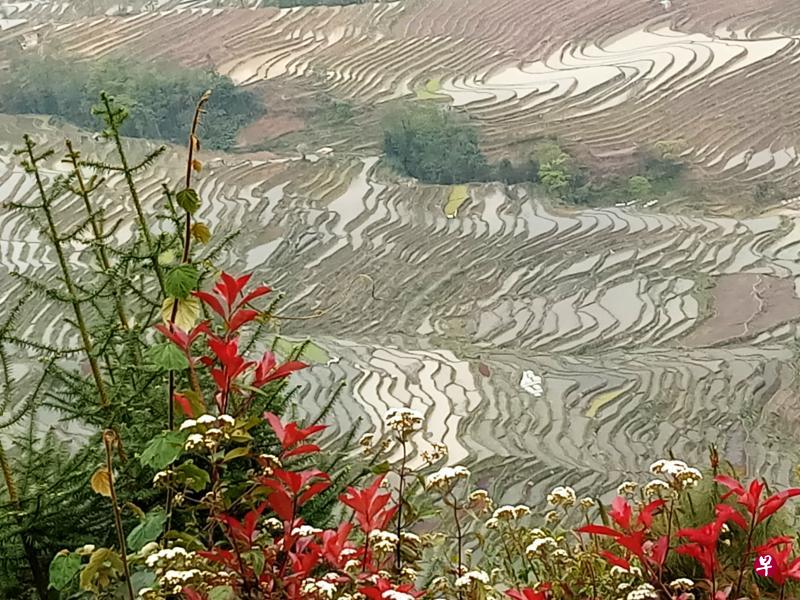 农田随山势地形变化出大小不等的种种不规则形状。
