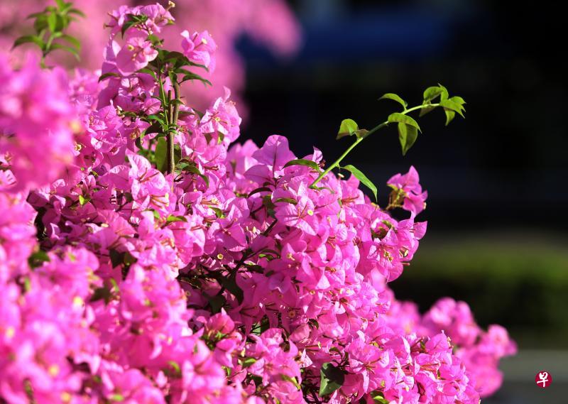 南洋很平常的三角梅，又称九重葛或宝巾花，是厦门市花。（档案照）