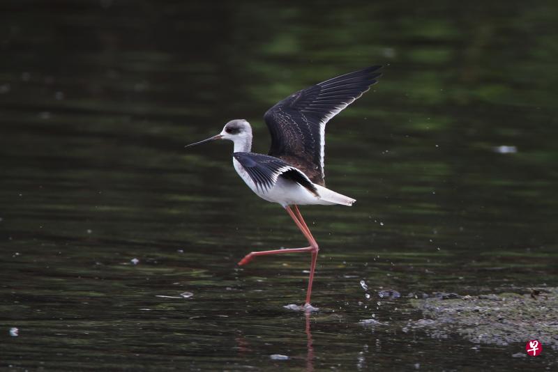 黑翅长脚鹬（Black-winged Stilt）是新加坡的罕见访客。摄影师在它被小白鹭（Little Egret）赶走前，赶紧捕捉它的身影。（李天锜摄）