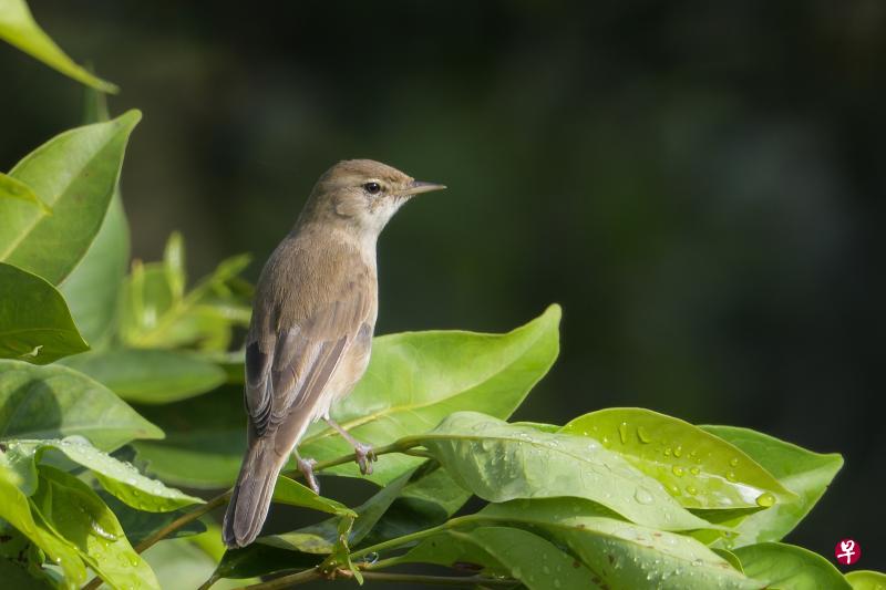 靴篱莺（Booted Warbler）。2017年12月，有员工首次在双溪布洛湿地发现靴篱莺，出乎人们的意料，那是东南亚第二次发现靴篱莺的踪影。（Francis Yap摄）