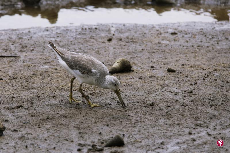 小青脚鹬（Nordmann's Greenshank）是世界上最罕见的岸禽类（shorebirds）之一，估计全球只剩下900至1200只。双溪布洛湿地保护区最后一次发现它的踪影是在2008年，在这之前是1981年。（David Tan摄）