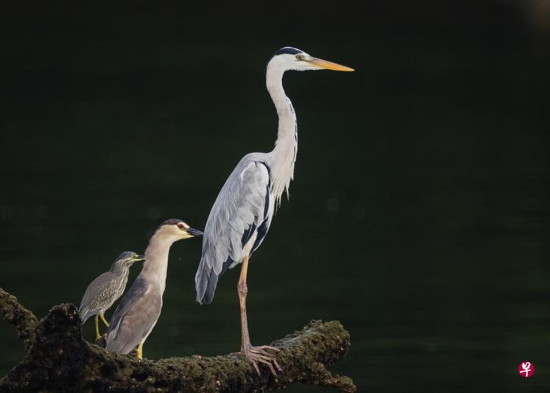 难得遇见三只不同的鹭并列在一起：（左起）小绿鹭（Striated Heron）、夜鹭（Black-crowned Night Heron）、苍鹭（Grey Heron）。（Jack Choo摄）
