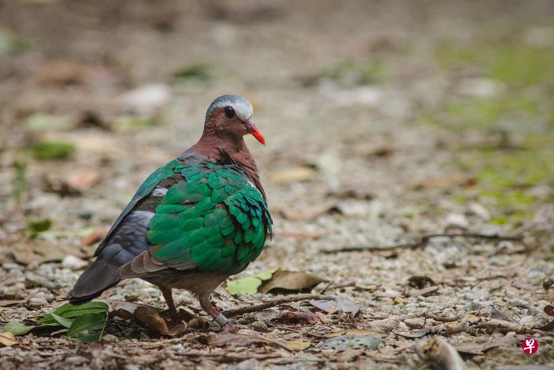 生性害羞的绿翅金鸠（Common Emerald Dove）。（Quak Wan Ling摄）