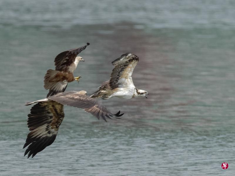 三角战！栗鸢（Brahminy Kite，左上）、白腹海雕（White-bellied Sea Eagle，中）和鱼鹰（Western Osprey，右）。（Colin Stewart摄）