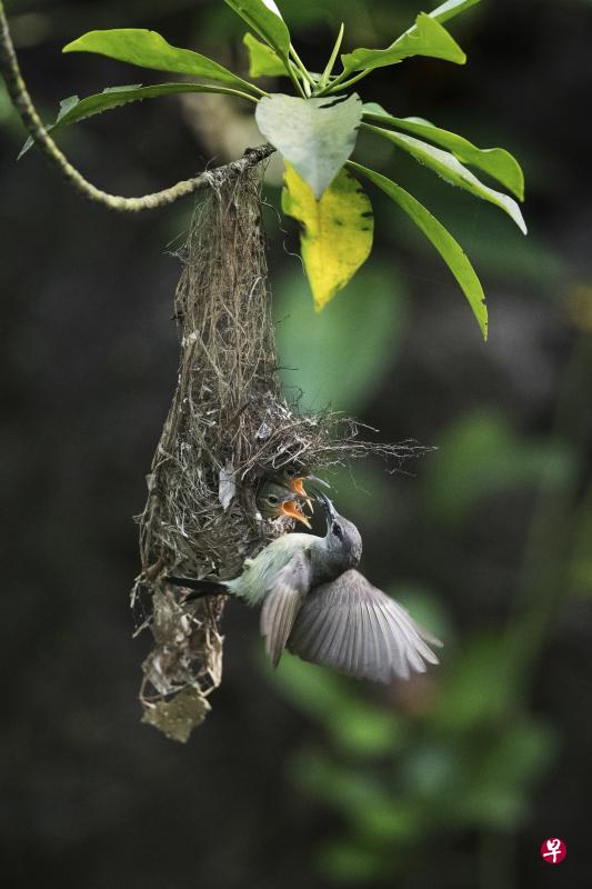 在新加坡，双溪布洛湿地和乌敏岛是最容易找到铜喉花蜜鸟（Copper-throated Sunbird）的两个地方。（Daryl Yeo摄）