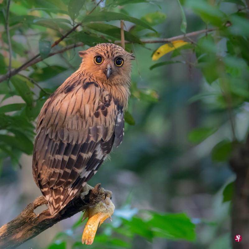 可爱的马来渔鸮（Buffy Fish Owl）！（Leslie Loh摄）