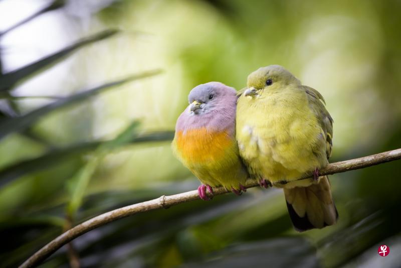 双溪布洛湿地常见的飞禽之一：红颈绿鸠（Pink-necked Green Pigeon）。它的色彩鲜艳，容易被发现。（Nanthakumar摄）