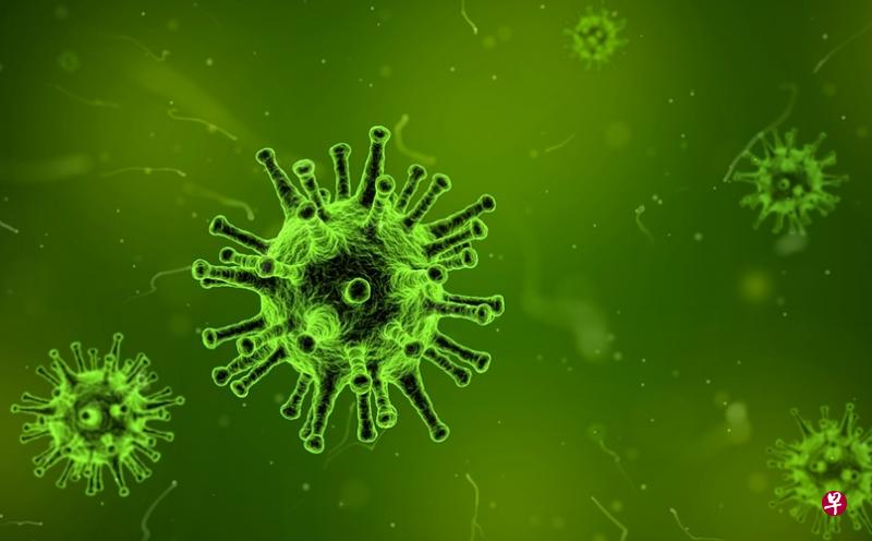 日本东京大学一个研究团队以雪貂做实验，首次确认H7N9型禽流感病毒可通过飞沫传播。（示范照）