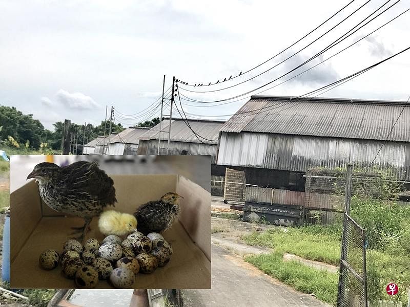 本地拥有64年历史的联华行农场没有成功标到农地。（档案照）