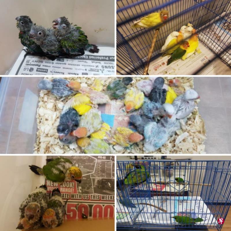 日前被兀兰关卡人员发现，暗藏在车子后座垫毯下的禽鸟。（农粮与兽医局面簿）