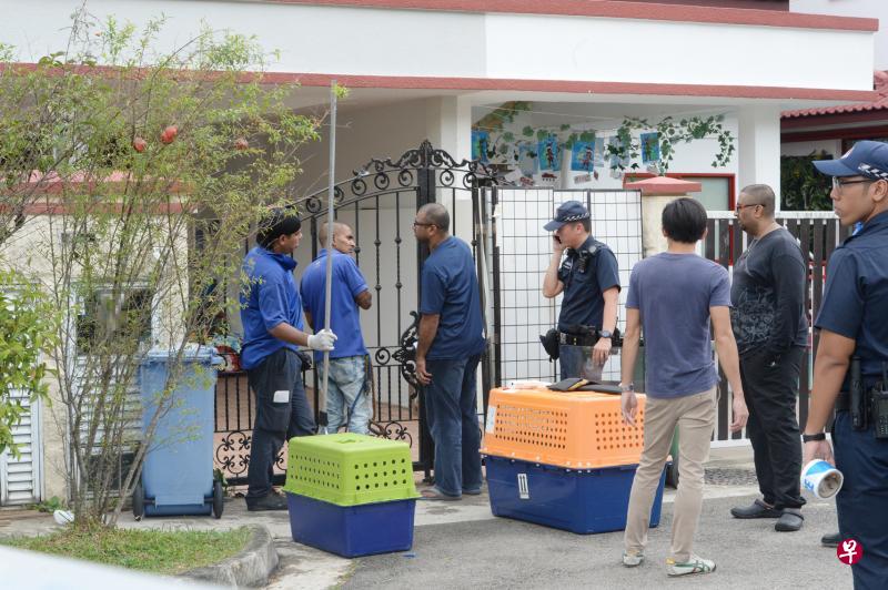 新加坡防止虐待动物协会和农粮兽医局前天接获通报，前往格利士坦道一幢半独立式洋房进行调查。（潘丰源摄）