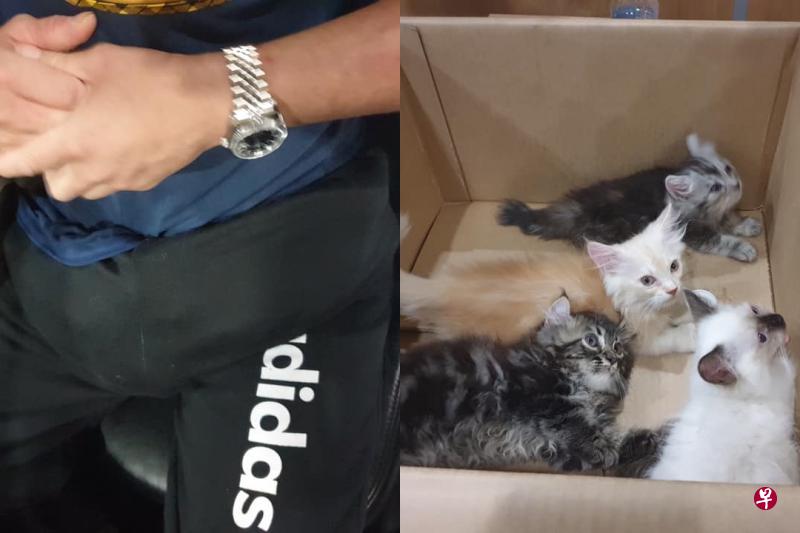 中年男子将四只小猫藏在自己裤子的裆部，企图将它们走私进入新加坡。（取自移民与关卡局面簿）