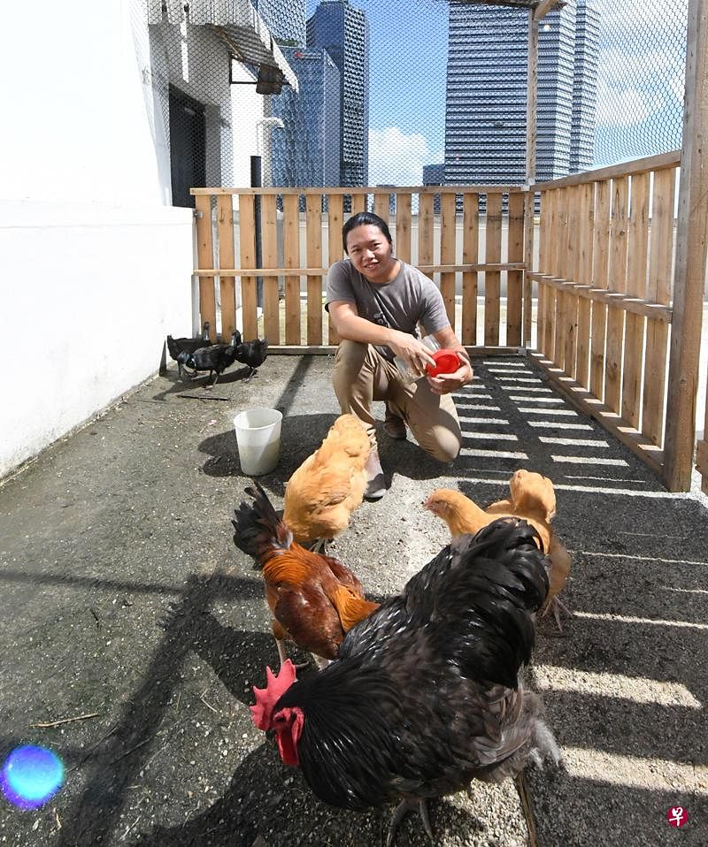林浩发在四美美拉宜台排屋住家内豢养鸡鸭。（蔡振鸿摄）