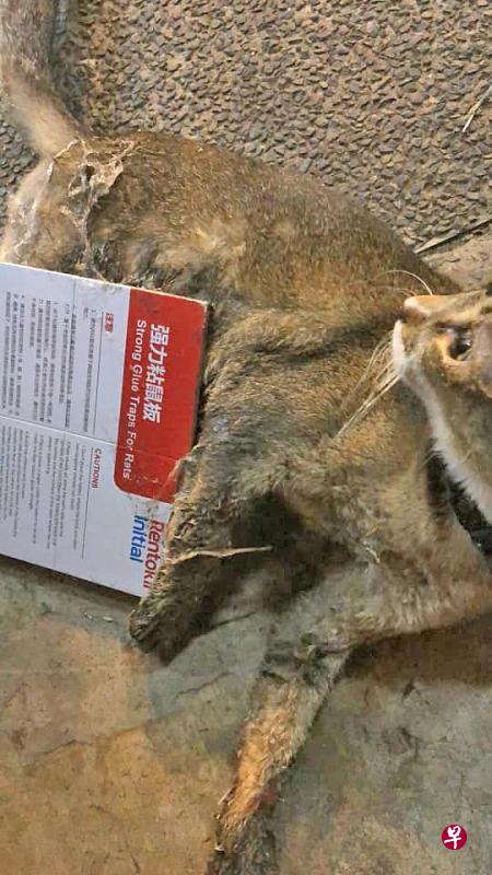 猫咪误踩粘鼠板被被粘得动弹不得。　（取自网络）